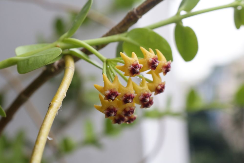 Photograph by Mostafa Shahriar