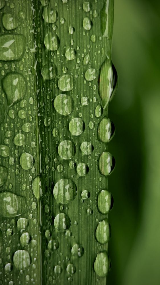 Photograph by Oxana Petlina