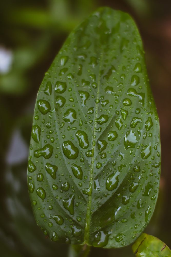 Photograph by Carina miñio