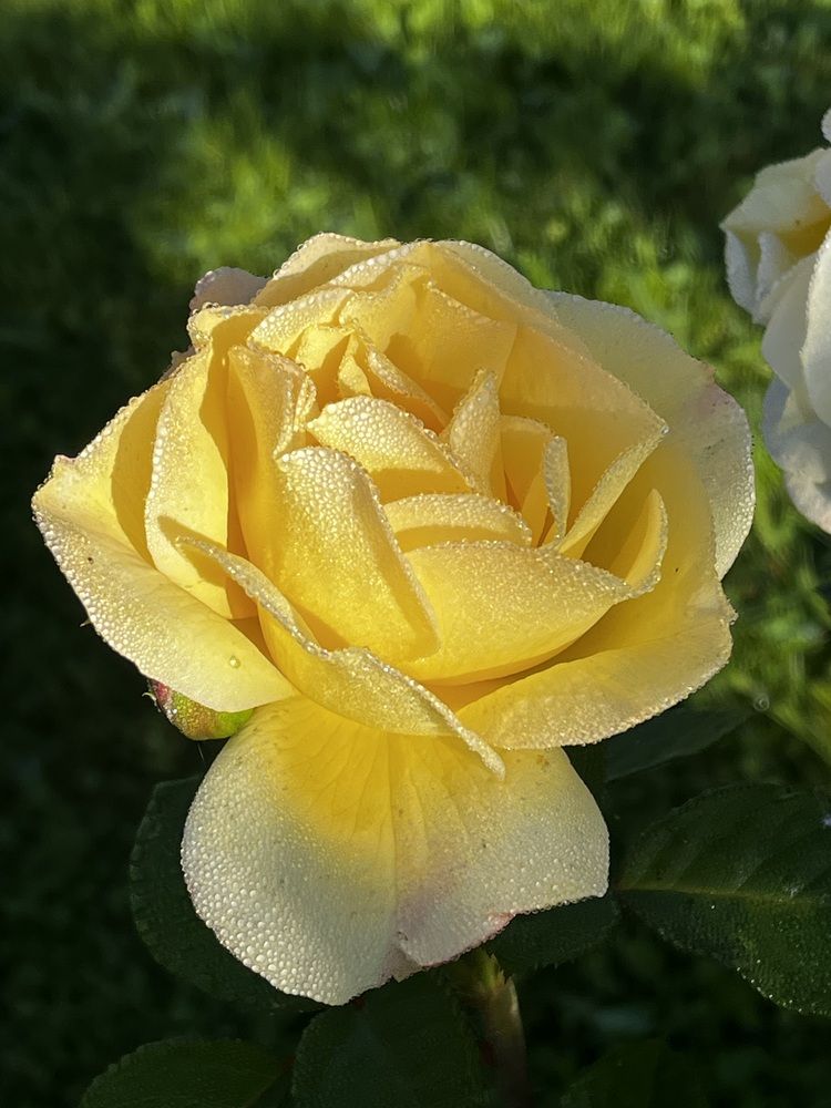 Photograph by Евгения Лазарева