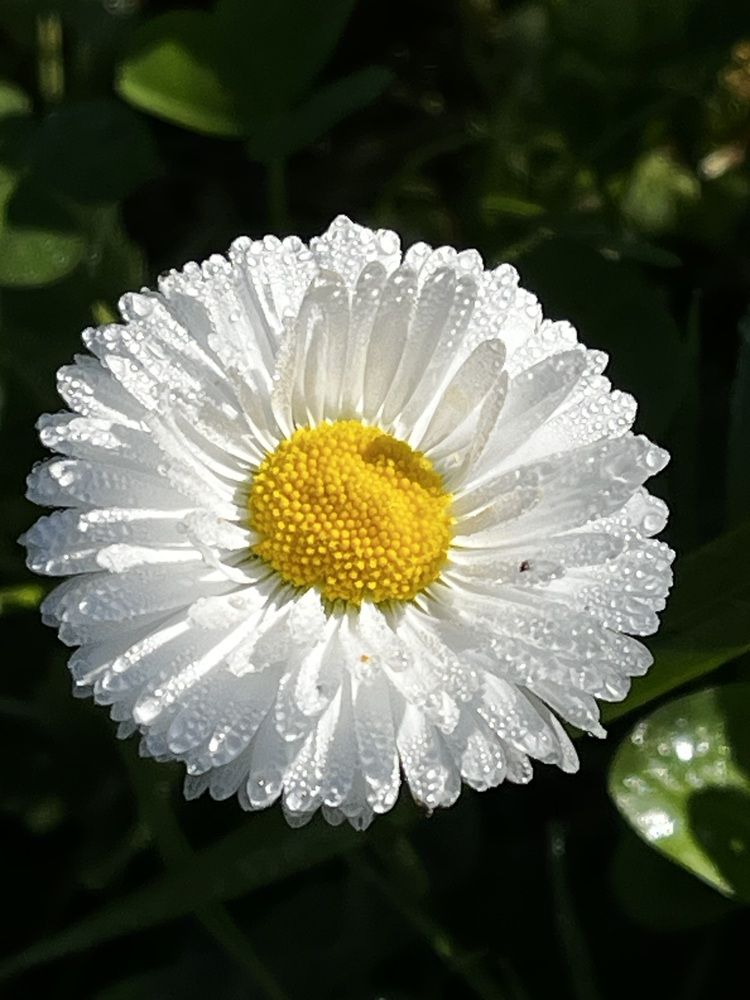 Photograph by Евгения Лазарева