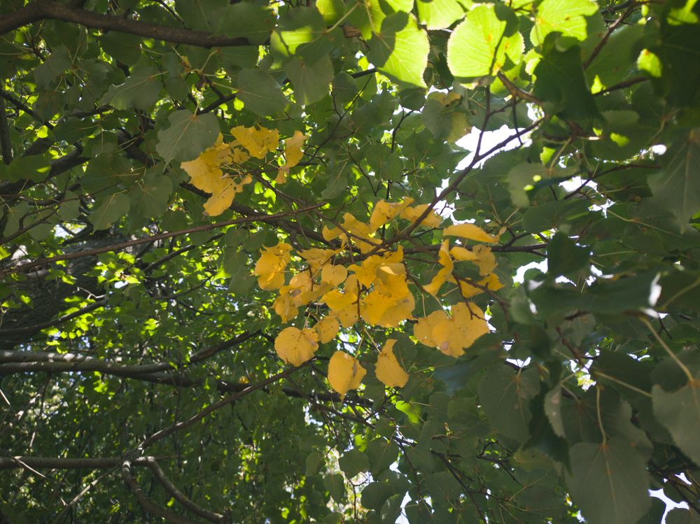 Фотография автора Дмитрий Коноплев