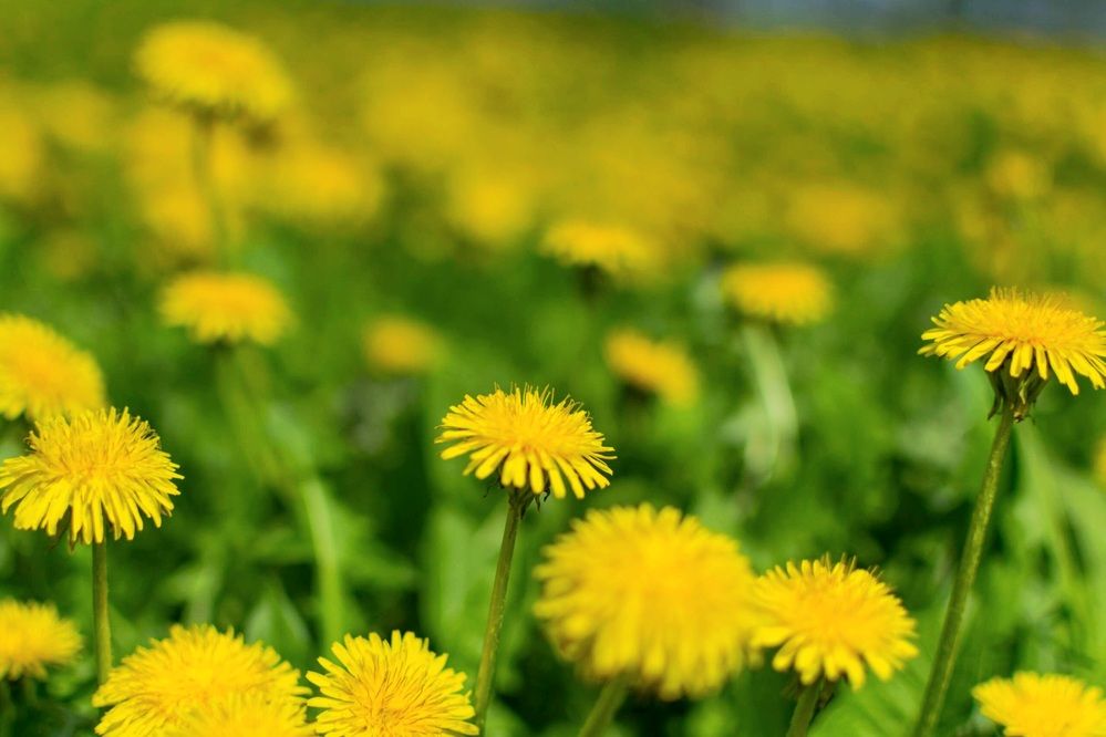 Photograph by Назмутдинова Сауия