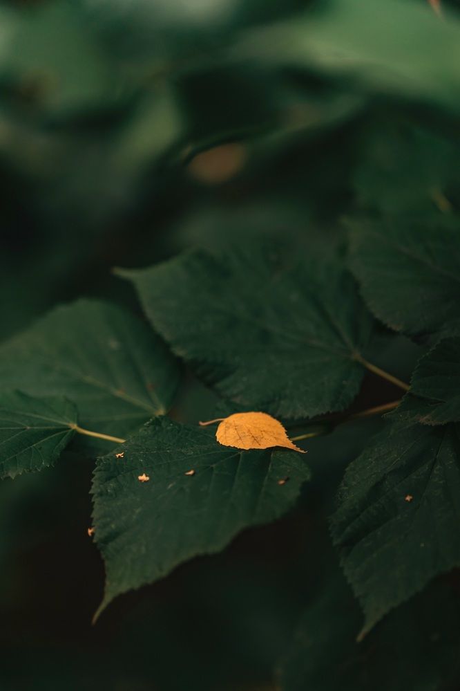 Photograph by Angelina Bukina