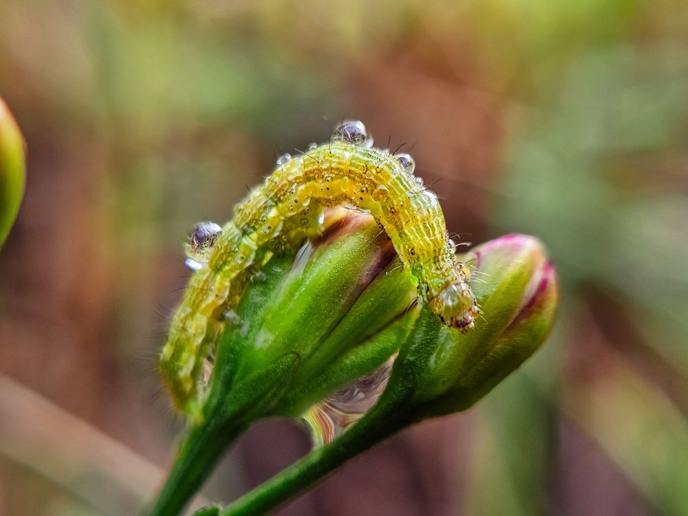 Photograph by Irina Chka