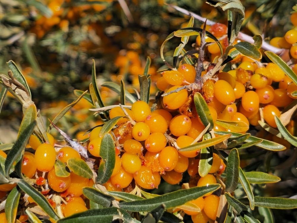 Photograph by Basan Baatarsuren