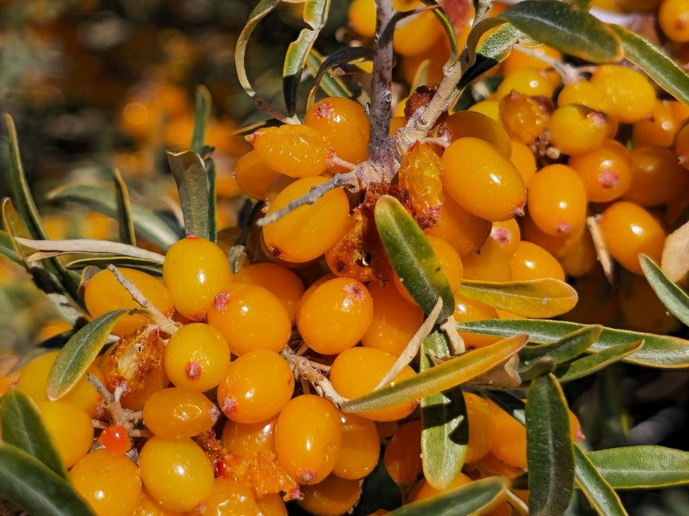 Photograph by Basan Baatarsuren