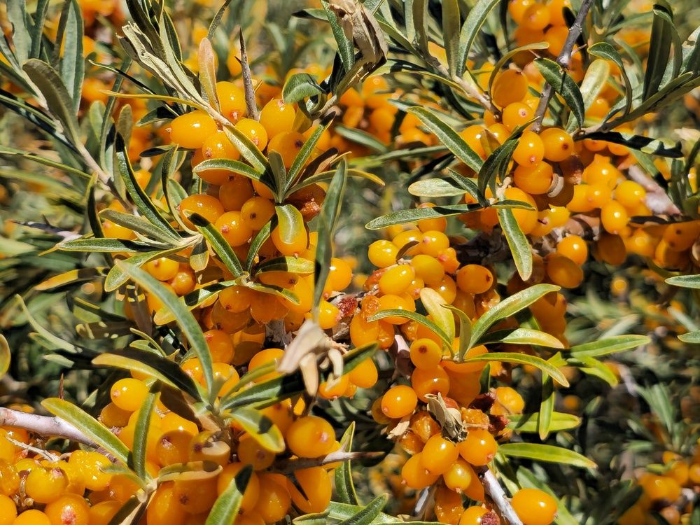 Photograph by Basan Baatarsuren