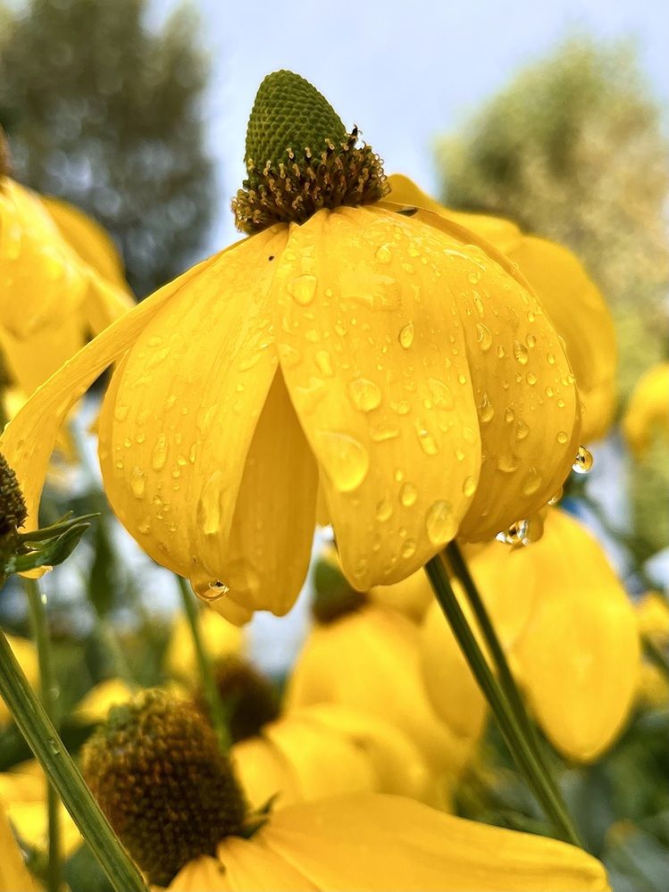 Капли дождя