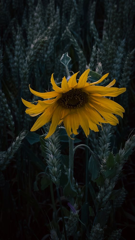 Photograph by Ольга Дорошенко