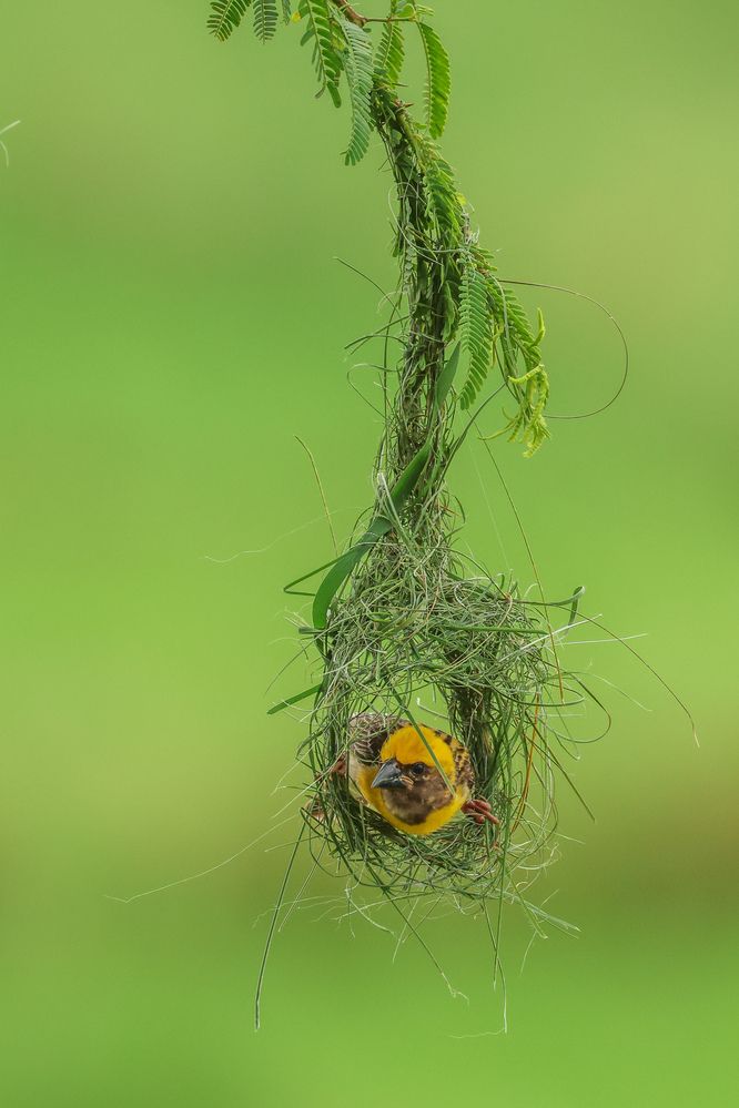 Photograph by Shalini Jain