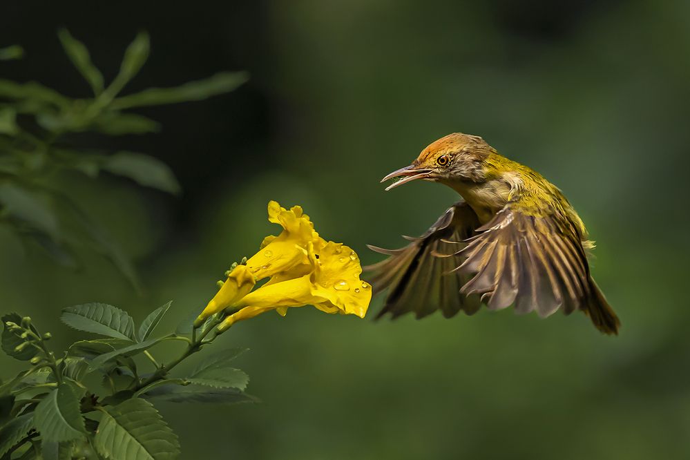 Photograph by Saumi Biswas