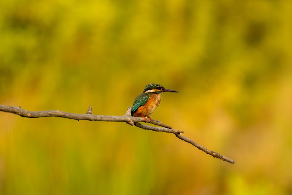 Photograph by esti lahat