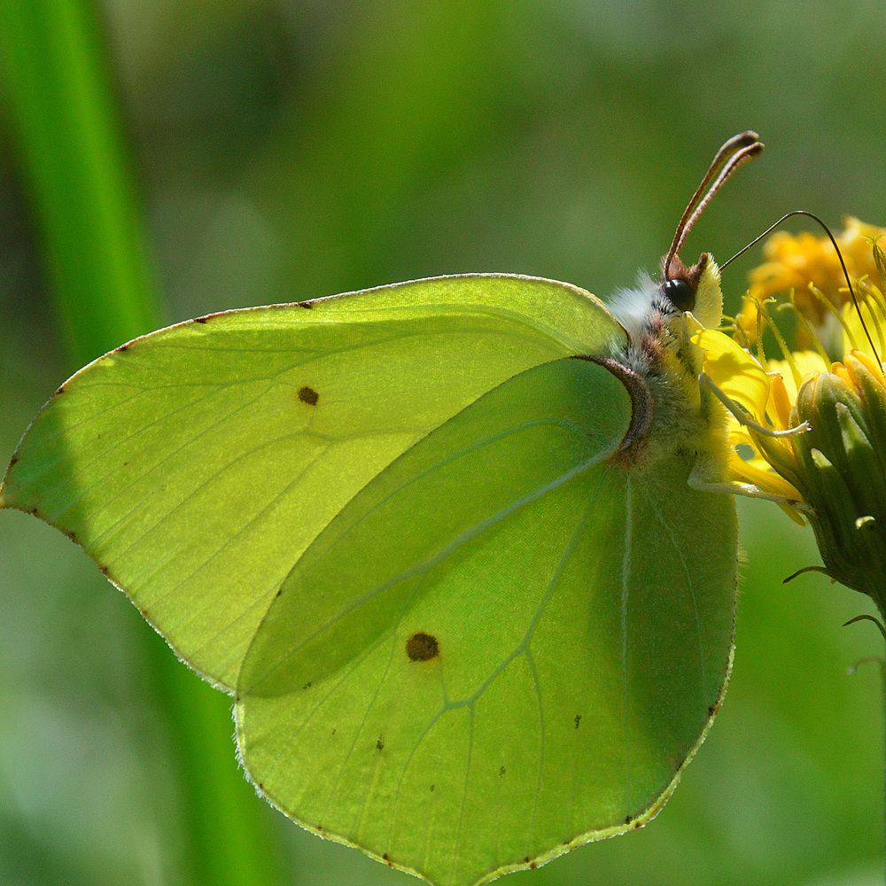 Фотография автора Сергей Суворов