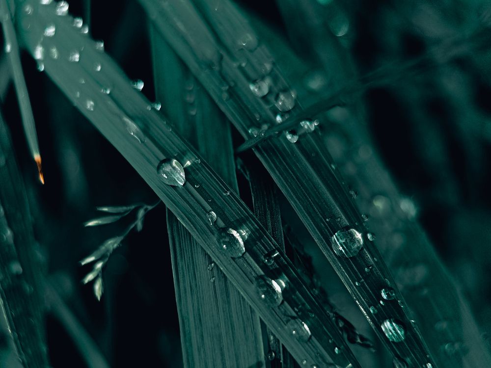 После дождя