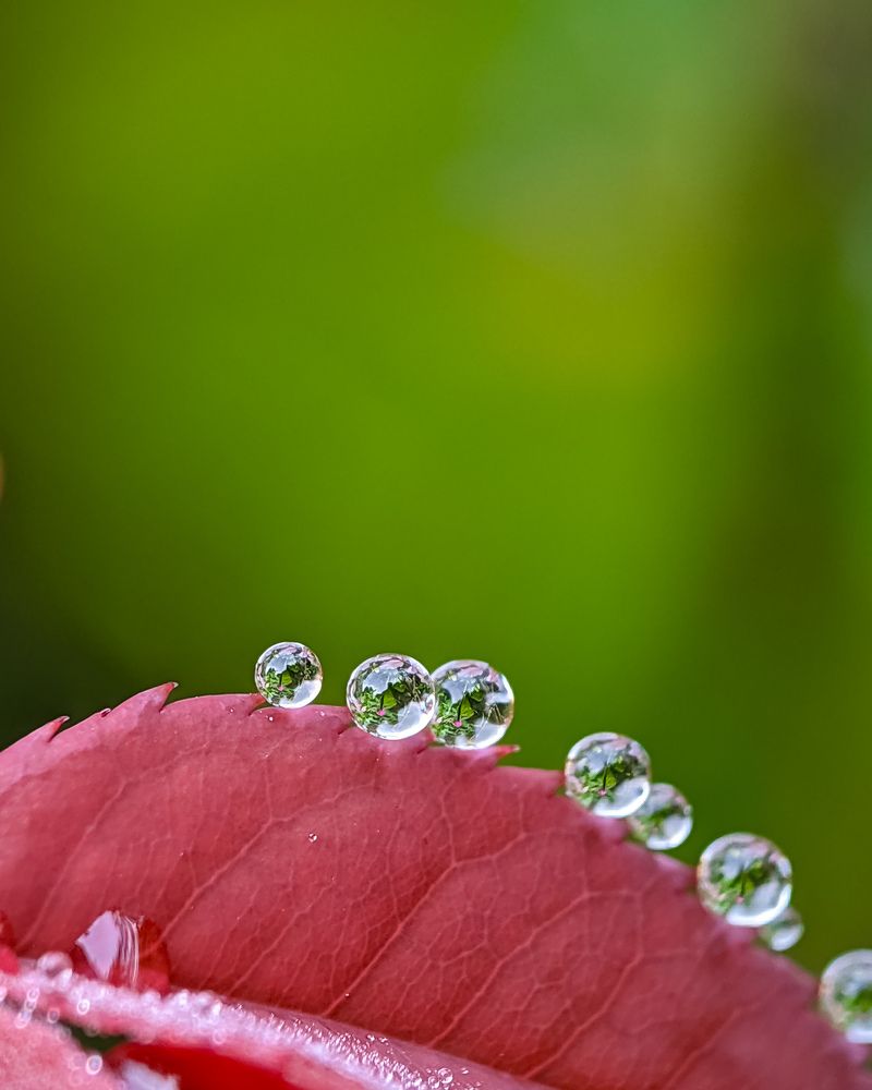 Photograph by Muhammed Nizam