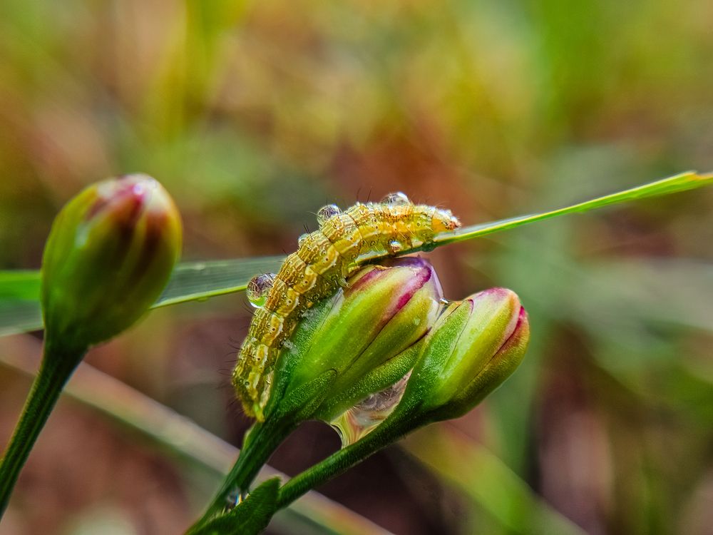 Photograph by Irina Chka