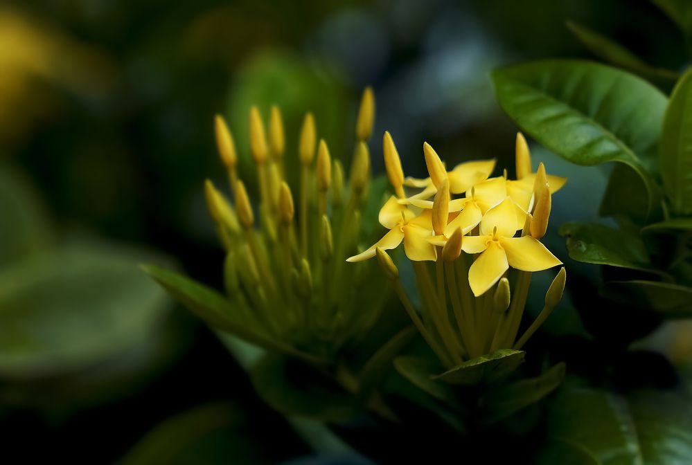 Photograph by Raed Victor Saad