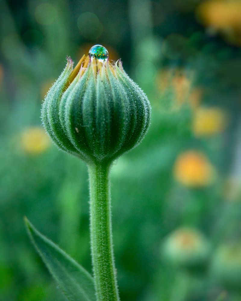 Photograph by Lyudmila Konigina