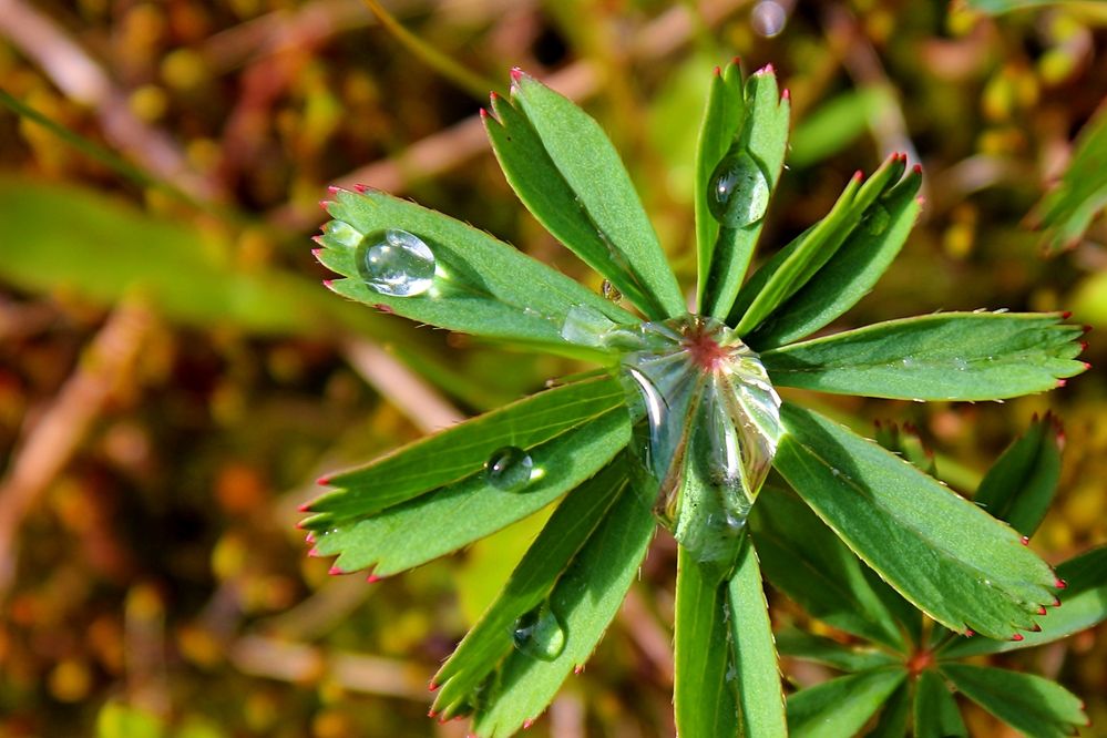 Photograph by Александр Велигура