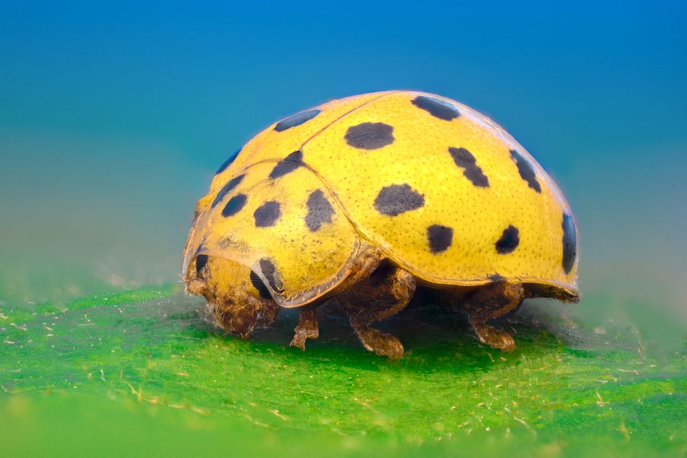 Photograph by Tsvetan Ganev