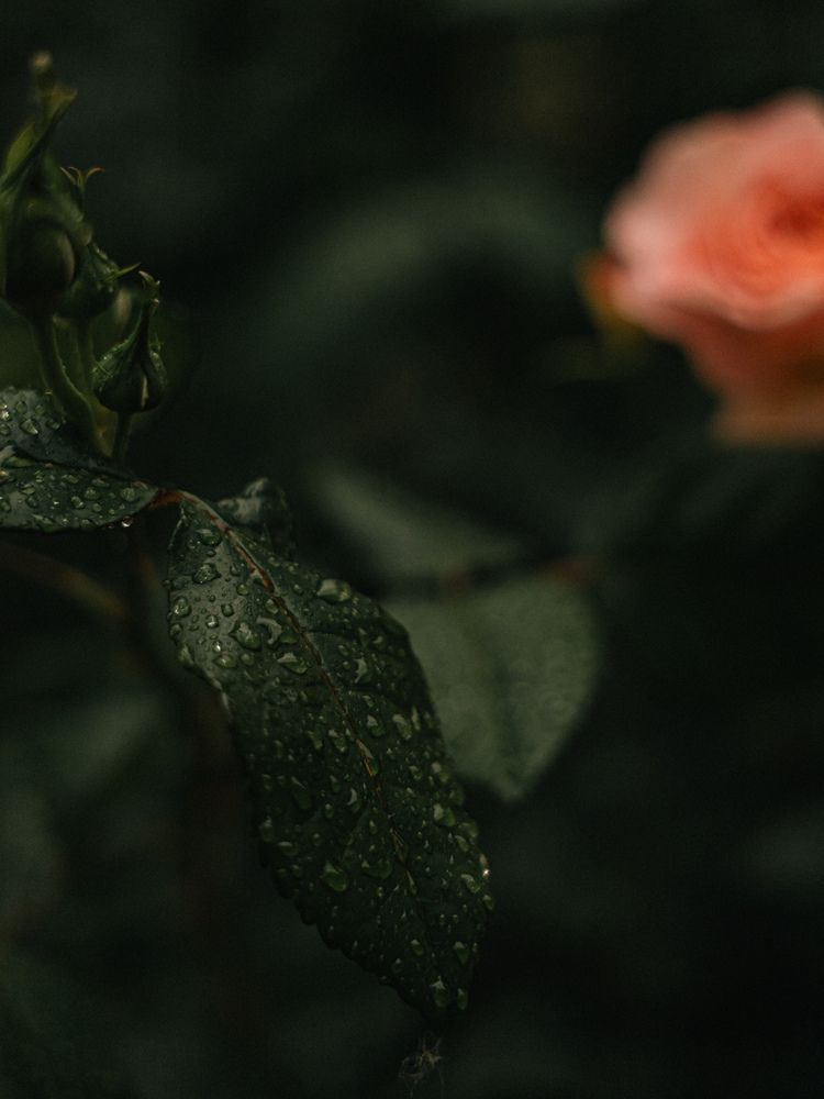 Photograph by Света Богданова