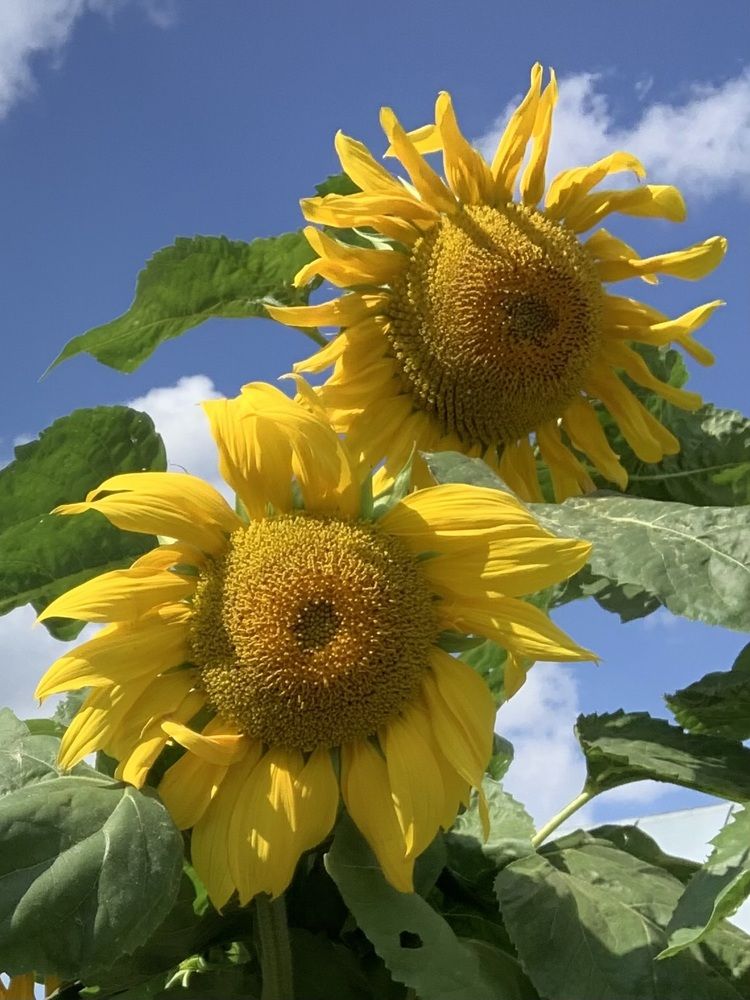 Photograph by Игорь Ребров