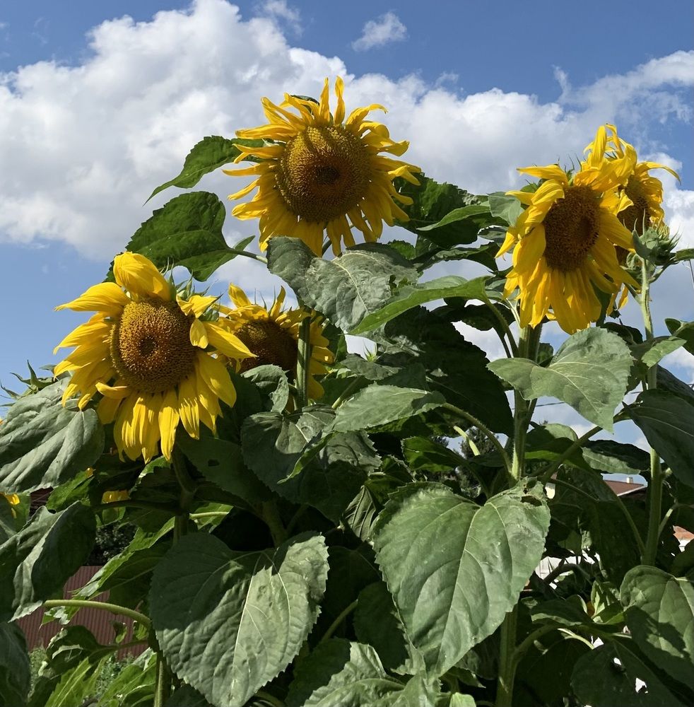 Photograph by Игорь Ребров