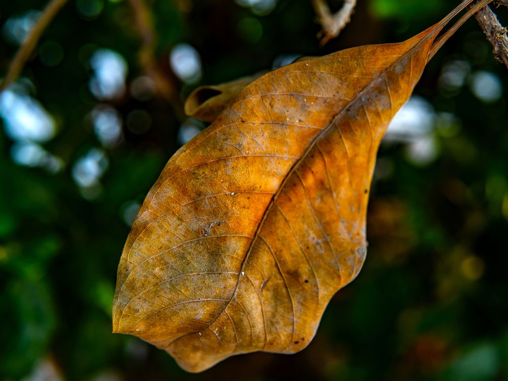 Фотография автора savitri Rawat