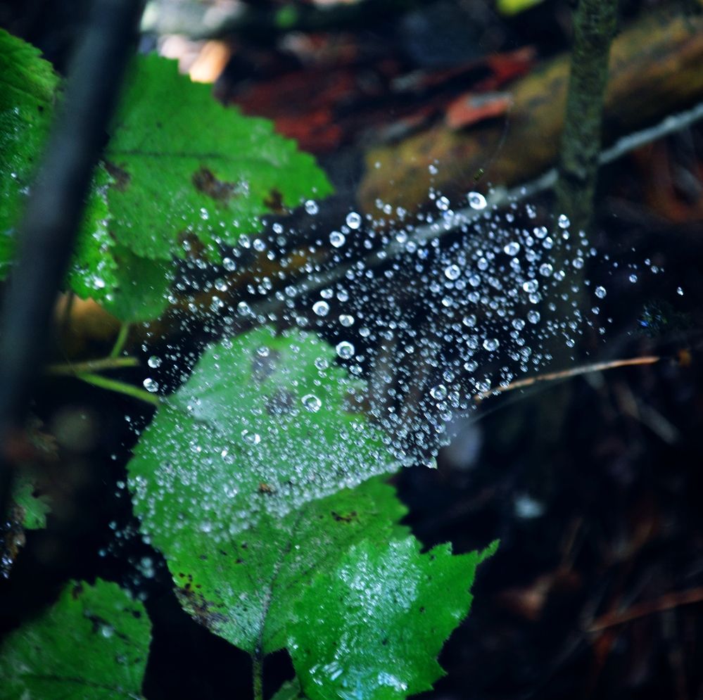 Photograph by Александр Лабутин