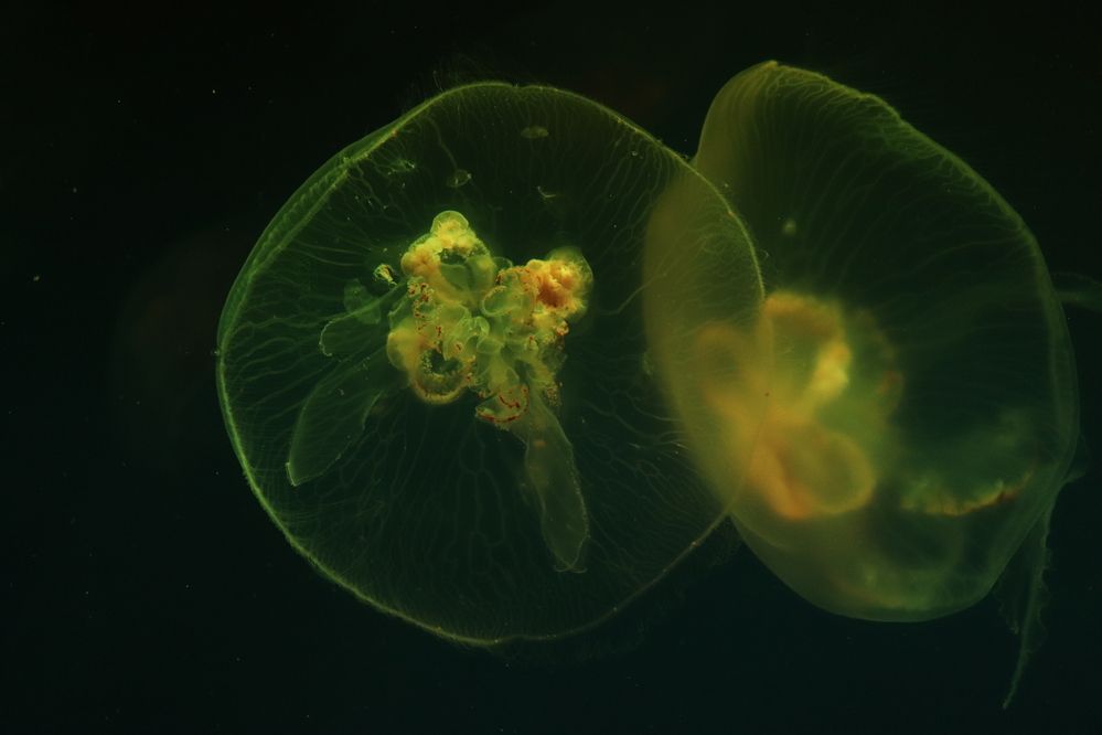 Photograph by Алексейчик Дмитрий