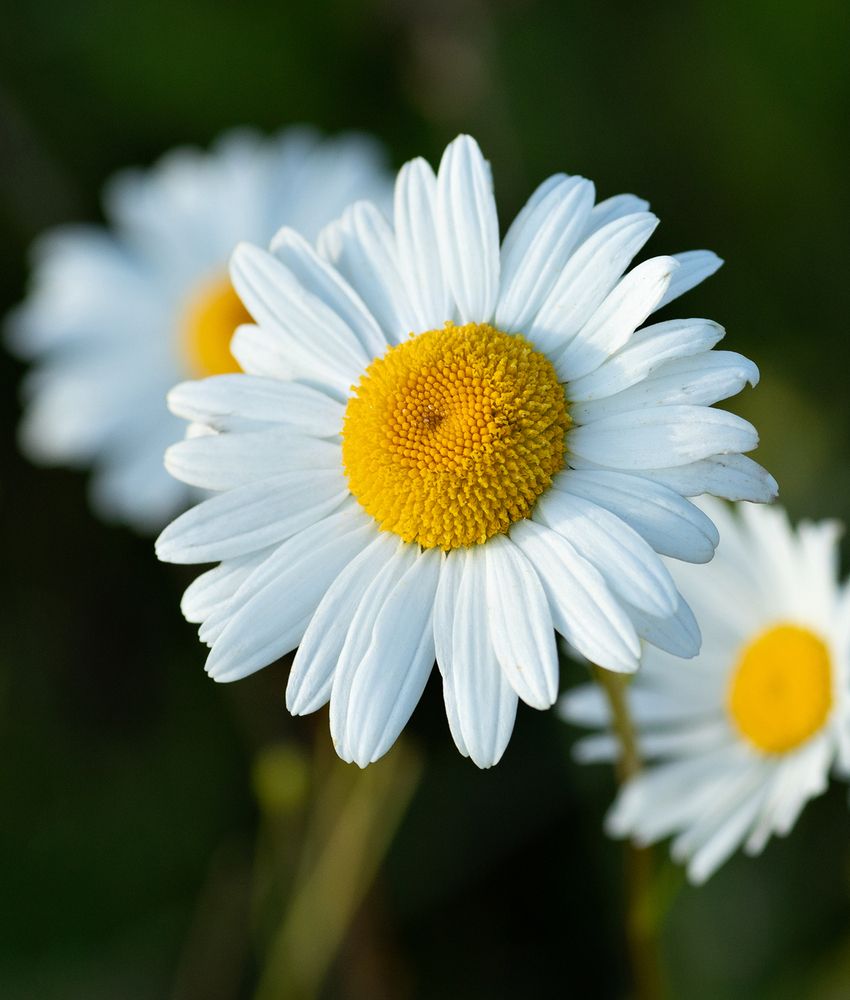 Photograph by Ольга Потачева