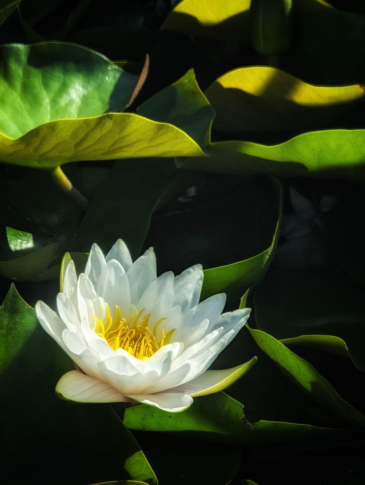 Photograph by AlexaL