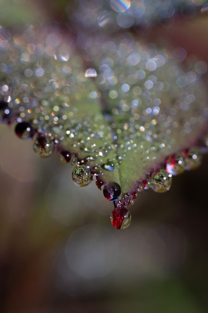 Фотография автора Светлана Ощепкова