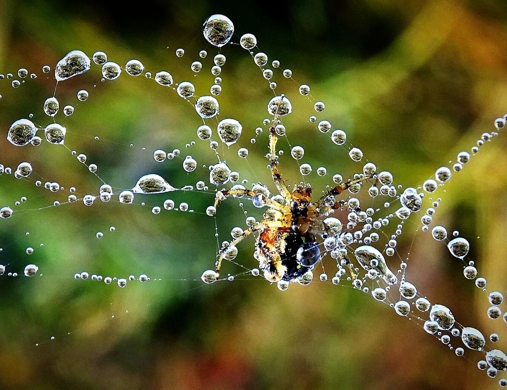 Восстановление паутины.