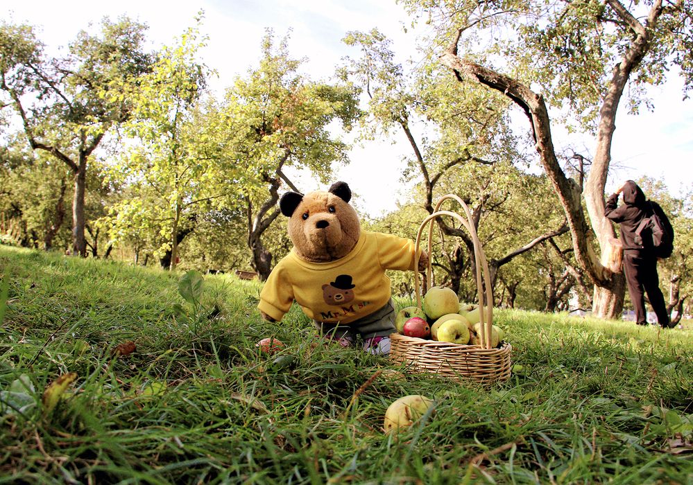 Фотография автора Елена Лаврова