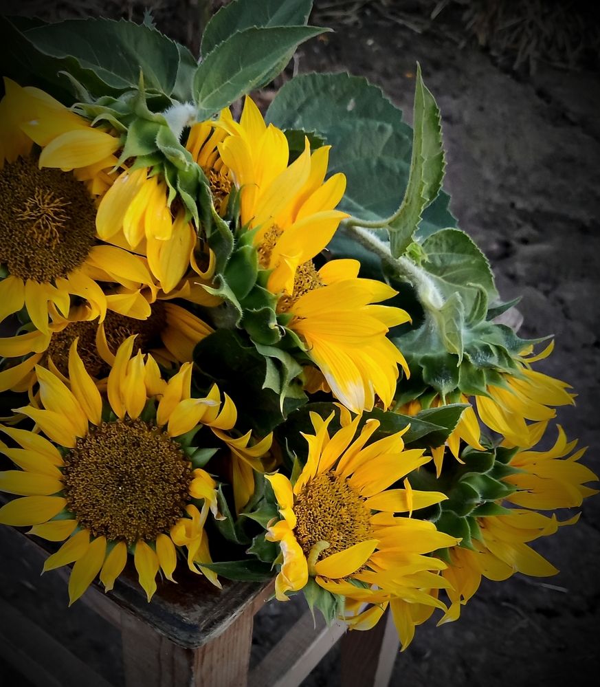 Photograph by Елена Пихурова