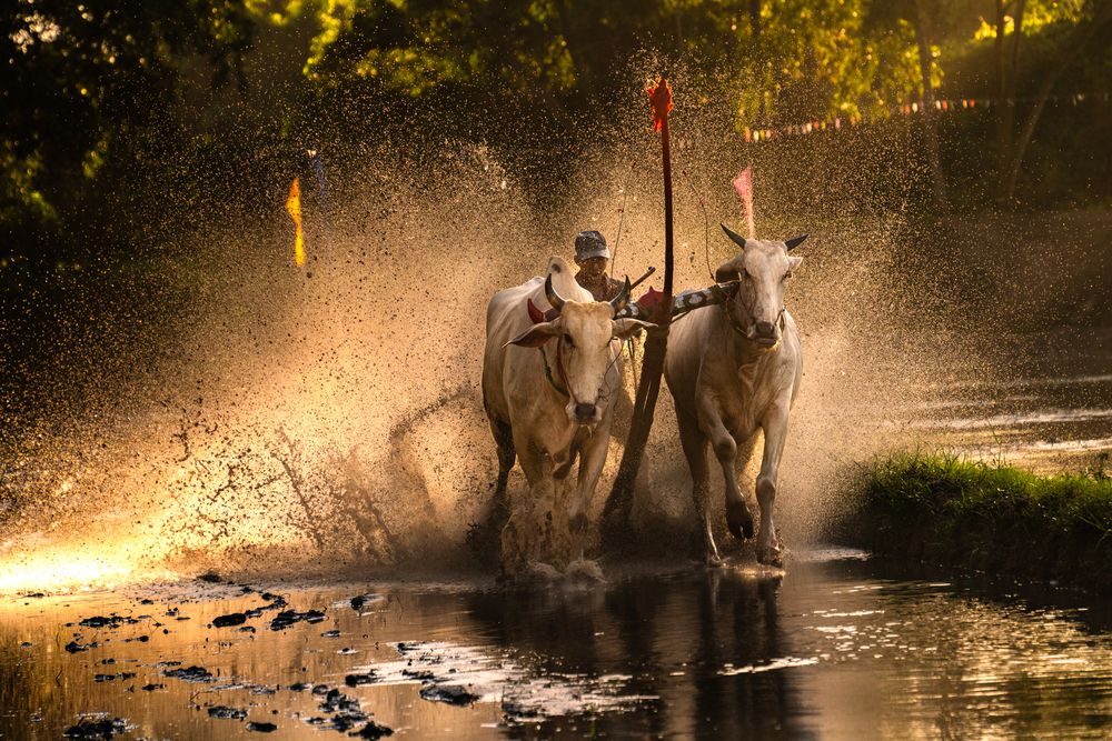 Bull Race