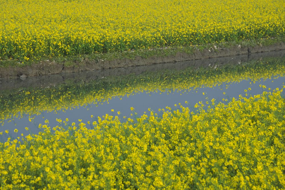 Photograph by Md. Mahfuzur Rahman