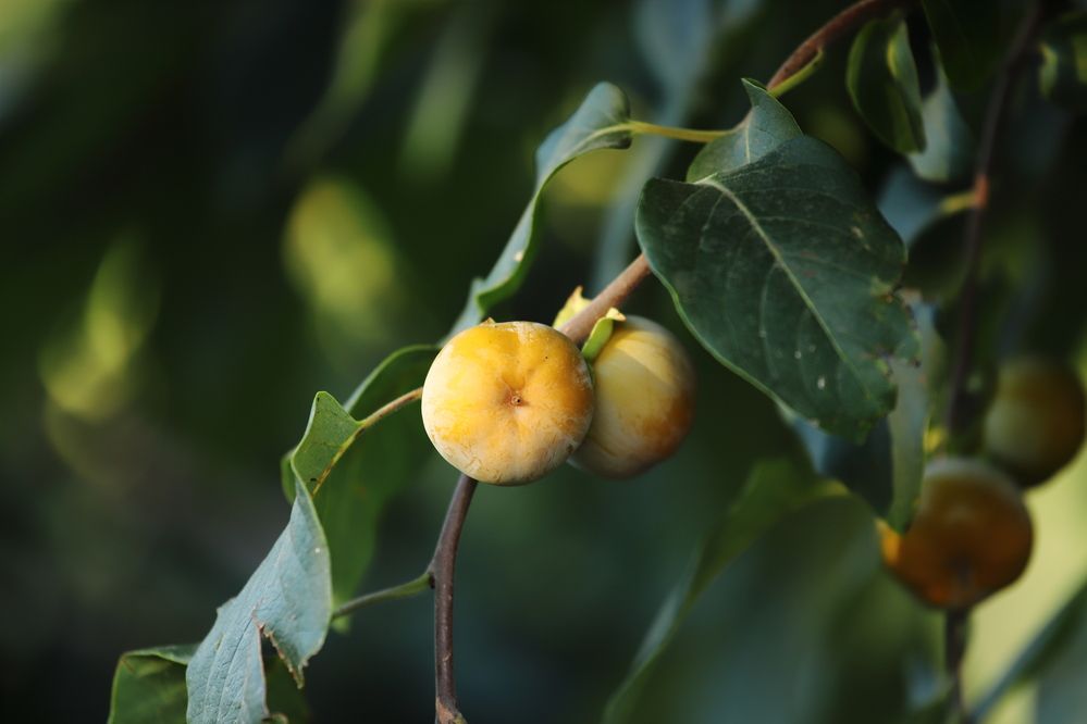 Photograph by Алексей Шевцов