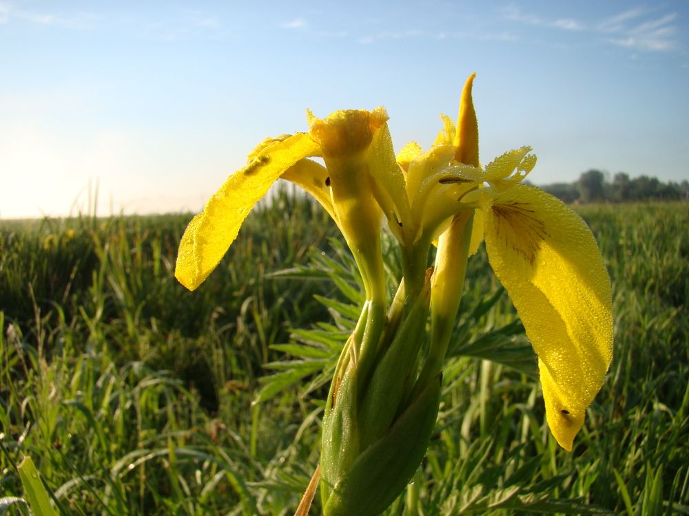 Photograph by Николай Дмитриев