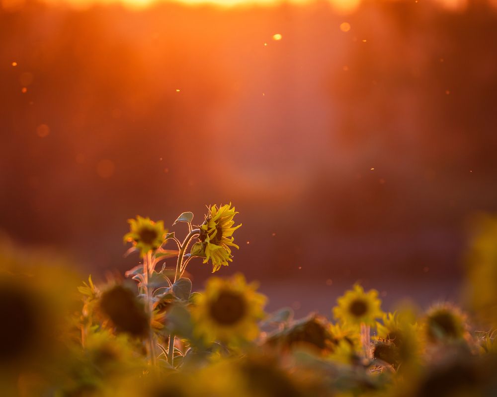 Photograph by Tarkolev Mladen