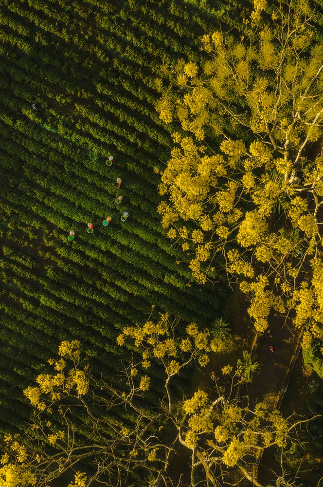 Photograph by Lê Huy Anh