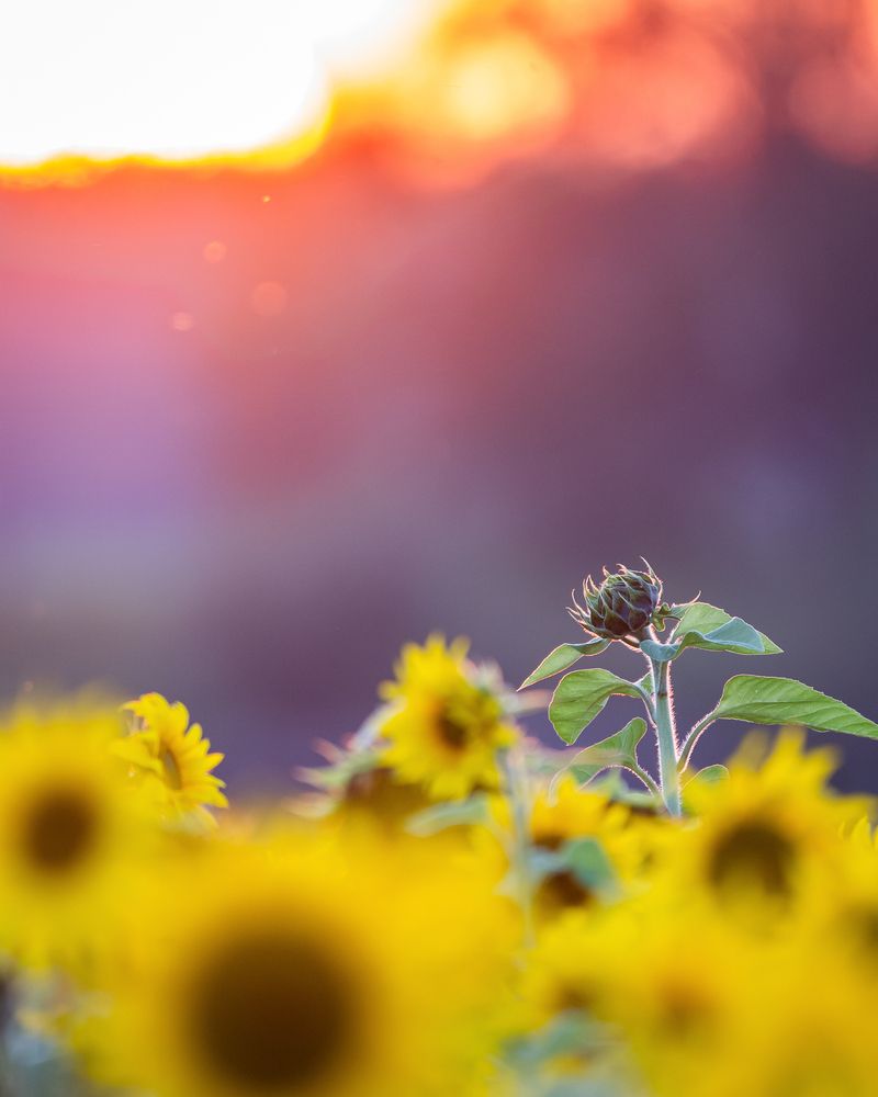 Фотография автора Tarkolev Mladen