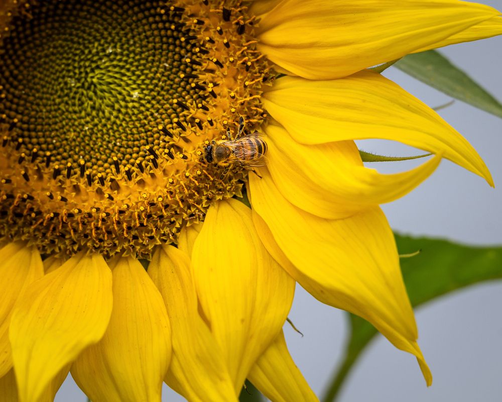 Фотография автора Tarkolev Mladen