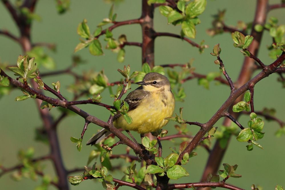 Фотография автора Григорий Борняков