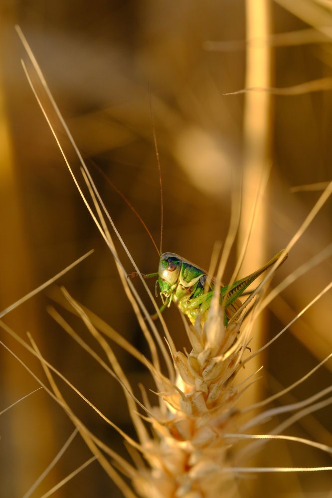 Фотография автора Александр Высоцкий