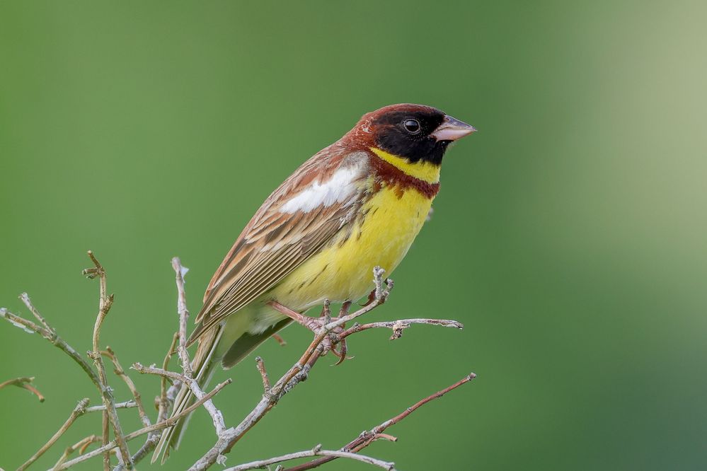 Фотография автора Григорий Борняков