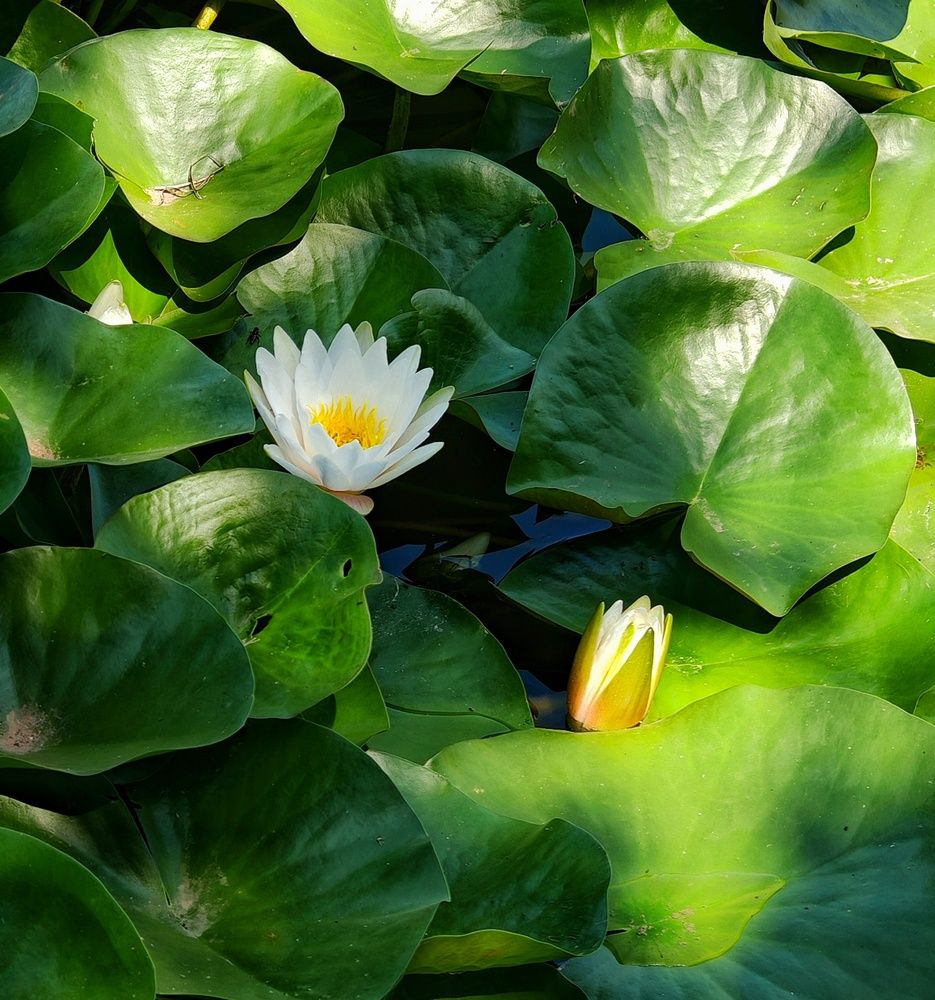 Photograph by Сергей Кошин