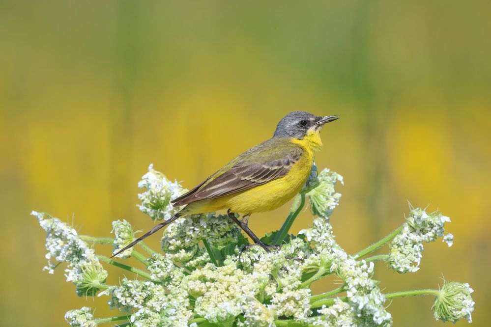 Фотография автора Григорий Борняков